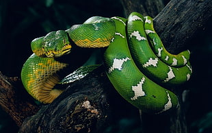 green and white snake on trunk HD wallpaper